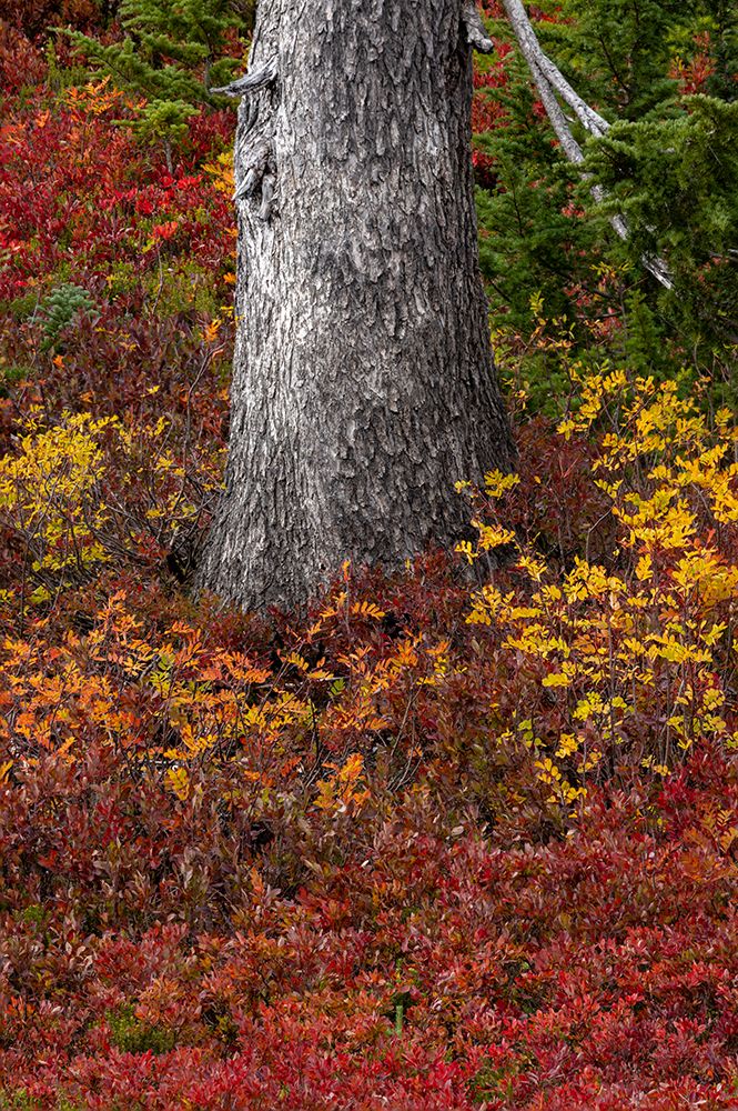 Huckleberry bushes and mountain ash in autumn hues in Mount Rainier National Park, Washington State